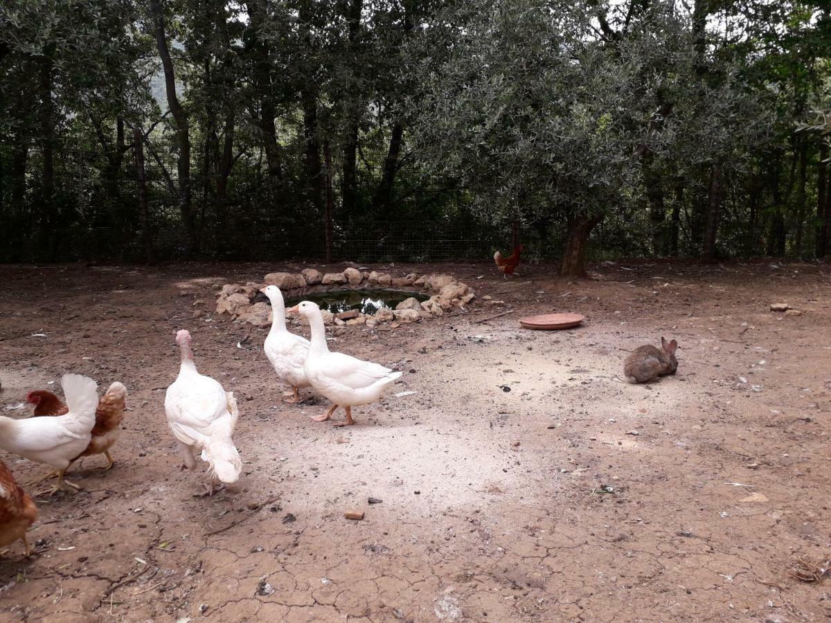 Alle Preci Country House Santa Restituta Екстериор снимка
